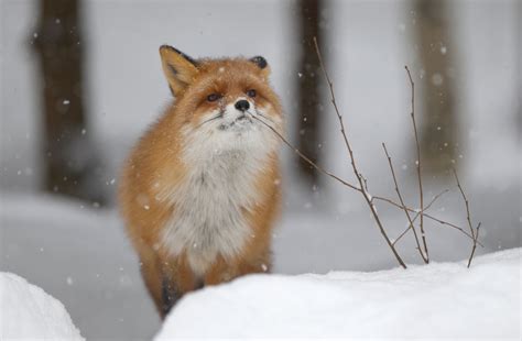 Foxes: Facts & Pictures | Live Science