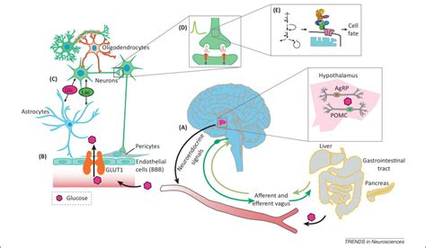 Sugar for the brain: the role of glucose in physiological and pathological brain function ...