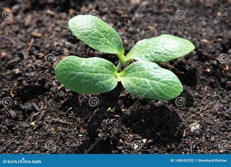 Fresh Organic Zucchini Seedling on the Field in Germany Stock Image ...