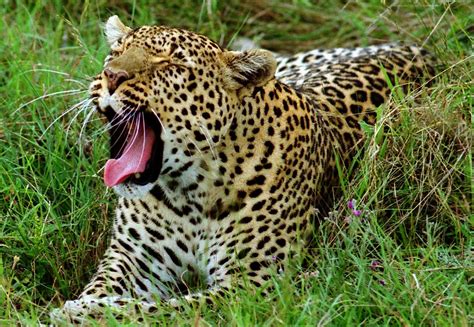 Leopard yawning, Masai Mara, Kenya | Leopard, Masai Mara, Ke… | Flickr