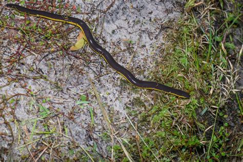 Koa Tao caecilian (Ichthyophis kohtaoensis)