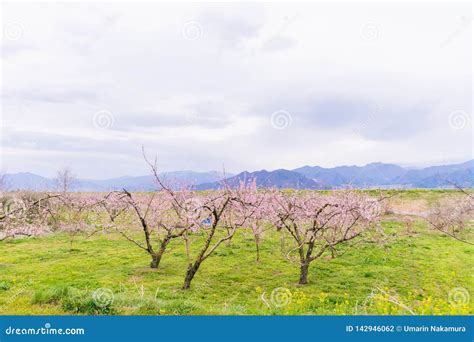 Beautifu Flowers In The Spring,Japanese Plum Blossoms Ume Flower Stock Photo - Image of natural ...