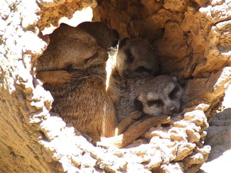 A tunnel full of meerkats | mskohyeah | Flickr