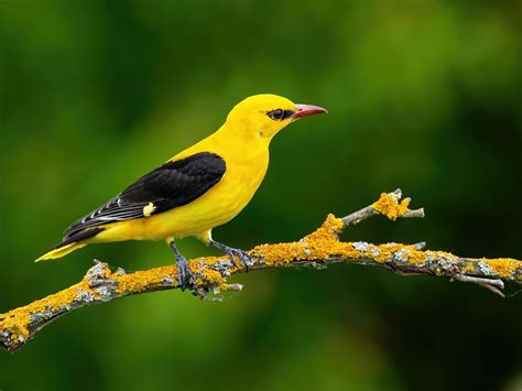 Golden Oriole Bird Facts (Oriolus oriolus) | Birdfact