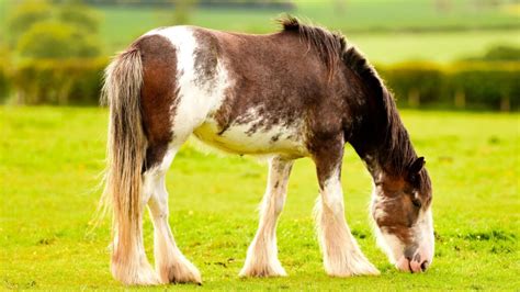 Clydesdales: A Unique Breed Of Majestic Draft Horses