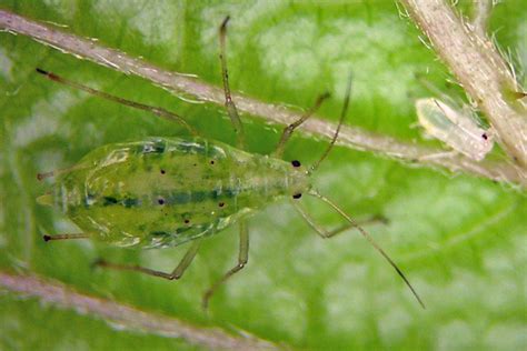 Amphorophora forbesi (Green salmonberry aphid) identification, images, ecology, control