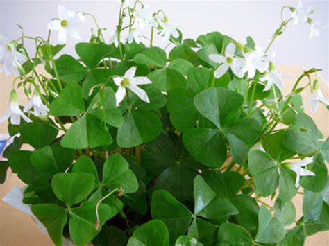 Plants We Love: Shamrock Plant - Horticulture