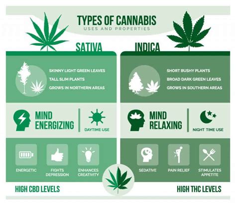 Still Confused Between Indica And Sativa? Here Is A Detailed Guide To Help You Out - Viral Rang