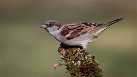 Moineau domestique photo et image | animaux, animaux sauvages, oiseaux ...