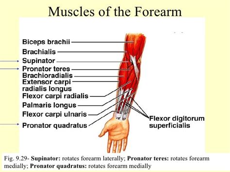 Anatomy