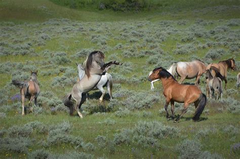 History of Spanish Mustangs — Spanish Mustang Foundation