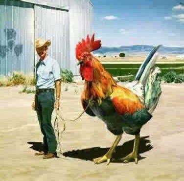 Funny Roosters New Images/Photos 2012 | Funny Animals