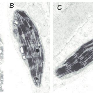 Ultrastructural morphology of chloroplast thylakoid membrane of the... | Download Scientific Diagram