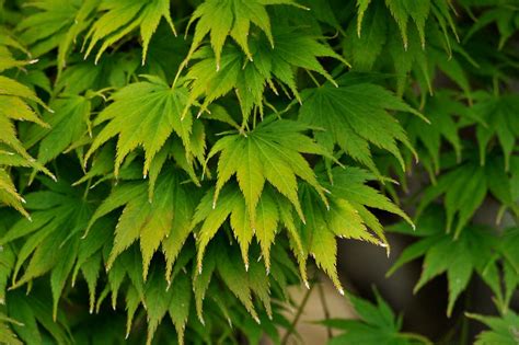 Maple Losing Green | Maybe a kind of "half moon" Japanese ma… | Flickr