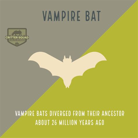 Vampire Bat Fact Sheet - C.S.W.D