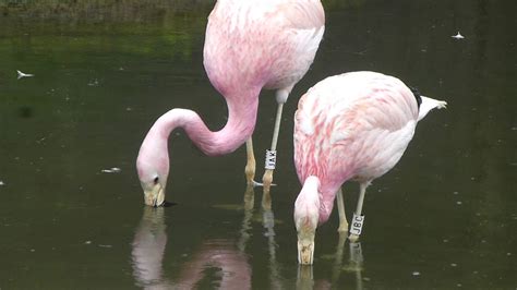 Andean flamingos filter feeding. - YouTube