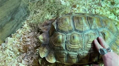 TREATMENT UPDATE: Sulcata with Metabolic Bone Disease (MBD)- Ethel ...