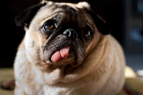 Pug Information - Dog Breeds at thepetowners