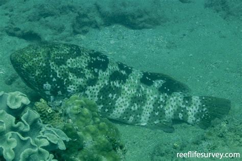 Epinephelus malabaricus - Blackspotted Rockcod | ReefLifeSurvey.com