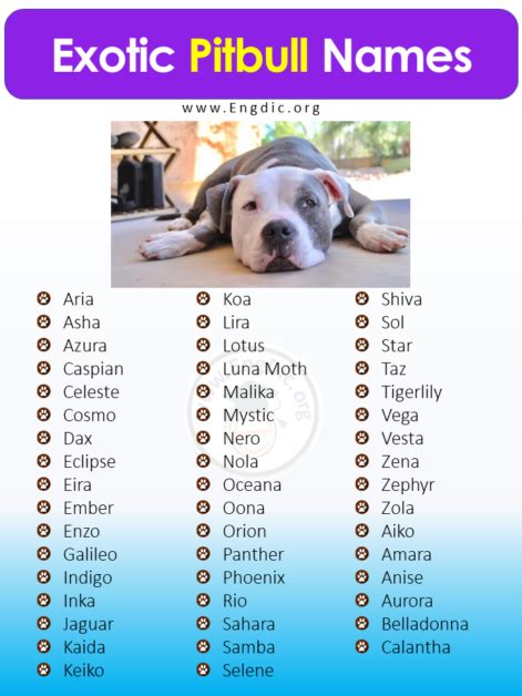 500+ Best Unique Pitbull Names (Male, Female) - EngDic