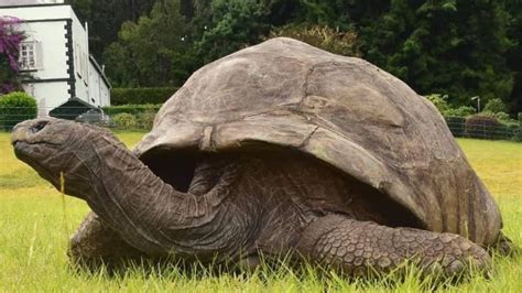 Who is Jonathan the Tortoise, the Oldest Known Living Animal on Earth?