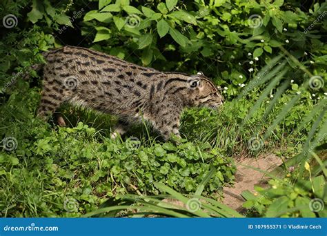 Beautiful and Elusive Fishing Cat in the Nature Habitat Near Water. Stock Image - Image of face ...