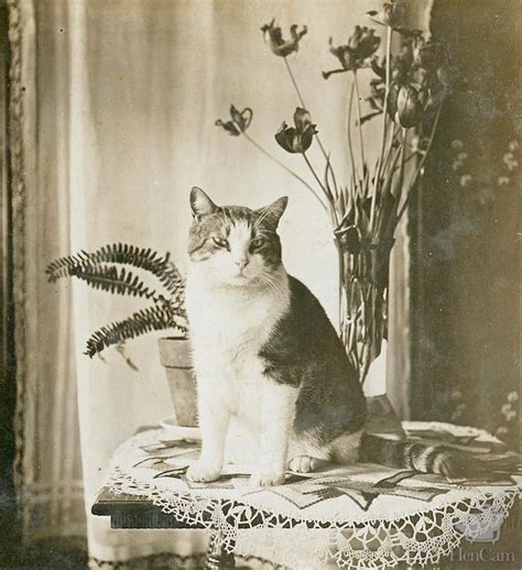 Vintage Cat Photo | HenCam