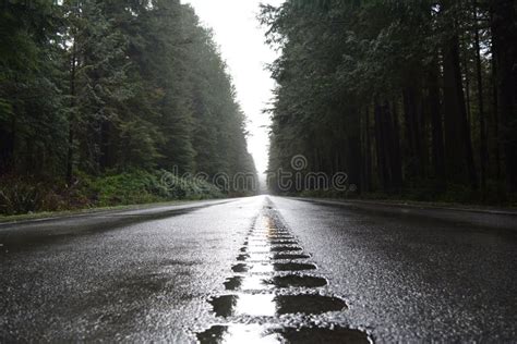 Highway 101 in Washington State Stock Photo - Image of slippery ...