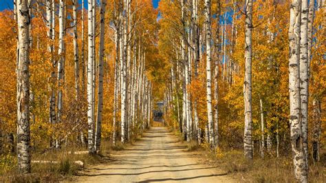 Birch Trees Road Wallpaper - KoLPaPer - Awesome Free HD Wallpapers