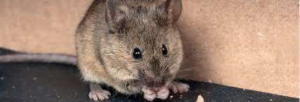 Rodents | Urban Pests Specialists