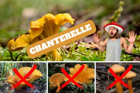 Chanterelles Mushroom Identification & False Look-Alikes