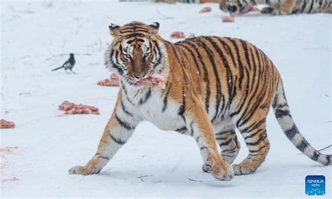 Siberian tigers at Siberian Tiger Park in Heilongjiang - Global Times