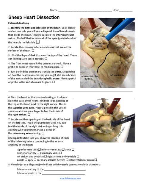 Sheep Heart Dissection: External Anatomy | PDF | Heart | Heart Valve