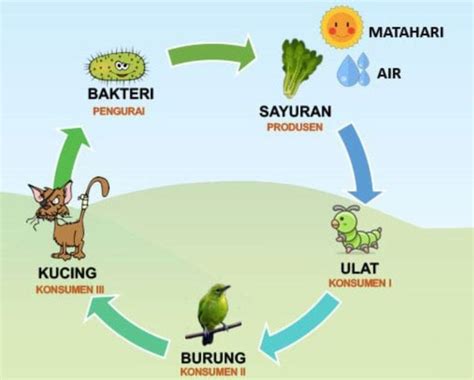 Detail Rantai Makanan Gambar Kartun Belalang Koleksi Nomer 15