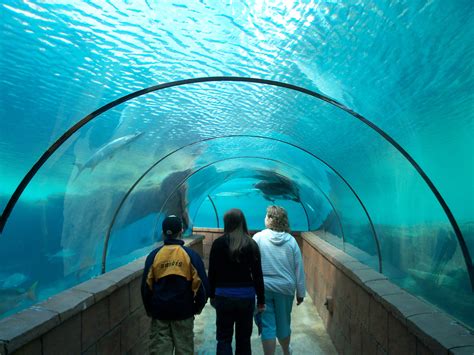 Atlantis Aquarium Bahamas Loved it!! | Cool places to visit, Oregon ...