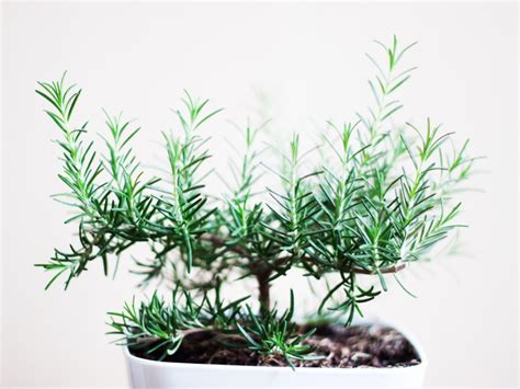 Pruning Topiary Rosemary Plants - How To Grow A Rosemary Topiary