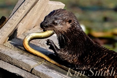 AN OTTERLY DELICIOUS BREAKFAST! – Good Morning Gloucester