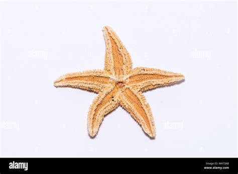 Starfish seastar backside species from the northern sea in europe five arms front Stock Photo ...