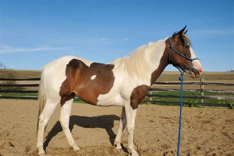 tobiano - Google Search in 2020 | Horses, Animals, Painting