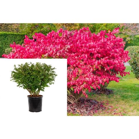 Online Orchards 5 Gal. Dwarf Burning Bush Shrub With Compact Fiery Red ...