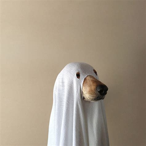 Real Ghost Dog Music for Real Ghost Dogs | A shadowy cabal of phthisic ...