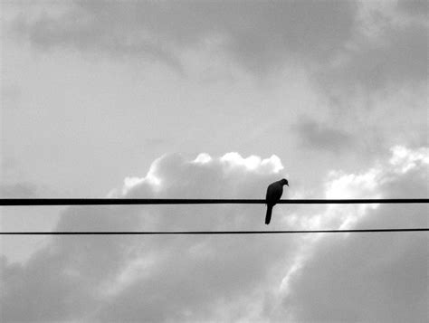 birds on a wire | No quote today, just more birds on a wire.… | Flickr