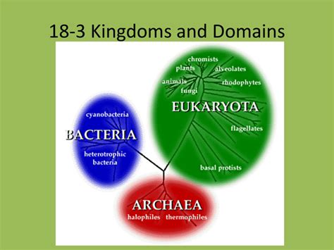 Kingdoms And Domains Biology