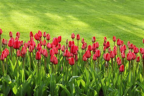 Free Images : grass, blossom, group, row, field, lawn, leaf, flower, bloom, tulip, spring, green ...