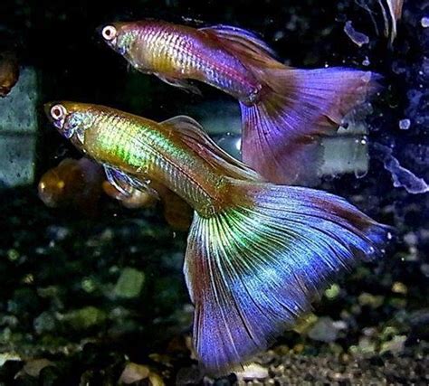 Albino Moscow Pink Guppy:: Tropical Freshwater Fish, Tropical Fish Aquarium, Tropical Fish Tanks ...