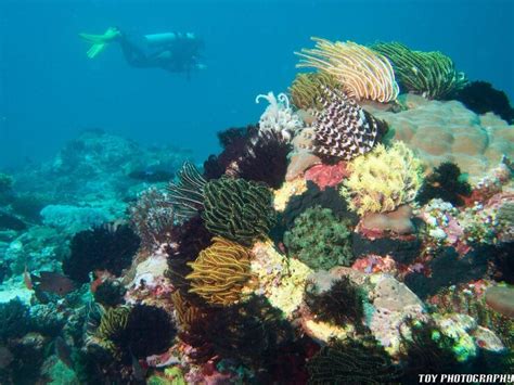 Diving in Puerto Galera, Philippines - Bluewater Dive Travel