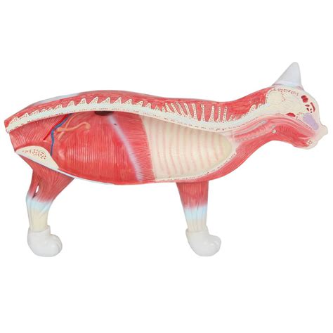 Anatomy Lab - Domestic Feline (Felis catus) Anatomy Model