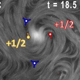 Fluorescence micrographs showing topological vortex formation in an ...