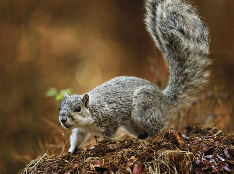 A Delaware alphabet, told with the First State's plants and animals