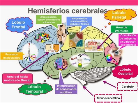 LAS INTELIGENCIAS MÚLTIPLES: FUNCIONAMIENTO DEL CEREBRO